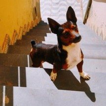 Justiça pede prisão de suspeito de matar cachorro com chute em Minas - MPMG / Divulgação