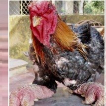Galinha dragão: ave exótica que parece de um conto de fadas - Portal Giro 10