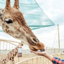 Por que as girafas são tão grandes? Entenda como a evolução e a seleção natural moldaram esse animal da savana - Portal Giro 10