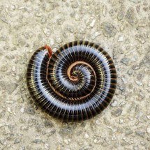 Você pode estar matando um herói do solo: o piolho-de-cobra recicla a natureza e deixa sua terra mais fértil - Portal Giro 10