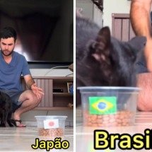 Milu: o gato vidente que acertou a vitória do Brasil sobre o Japão  - Redes sociais