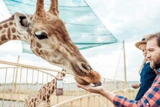 Por que as girafas são tão grandes? Entenda como a evolução e a seleção natural moldaram esse animal da savana