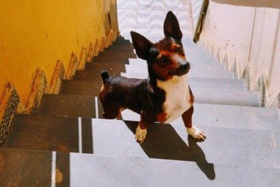 O cachorro Mundin foi morto após ser acertado com chute  -  (crédito: MPMG / Divulgação)