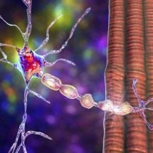 Cientistas holandeses descobrem como células de defesa do cérebro podem acabar agravando a esclerose múltipla - Portal Giro 10