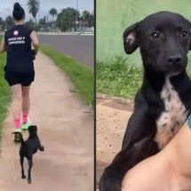 Casal de corredores encontra cachorro em treino e a adota após 7 km - Tupi