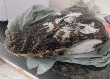 Cabeça de jacaré está entre itens apreendidos - (crédito: Reprodução) Cabeça de jacaré está entre itens apreendidos - (crédito: Reprodução)
