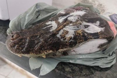 Cabeça de jacaré está entre itens apreendidos -  (crédito: Reprodução)