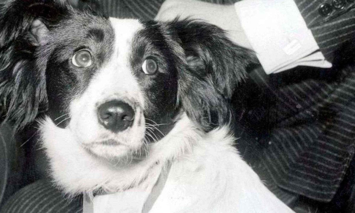 Pickles, O cachorro que achou a ta&ccedil;a EM 1966