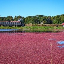 Cranberries incrementam a economia nacional - DINO