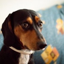 Pets na Copa do Mundo: como evitar estresse em dias de jogos? - wirestock/Magnific