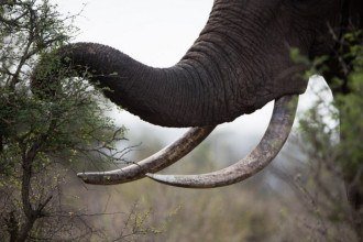 Primeiros americanos se especializaram em caçar os grandes mamíferos da Era do Gelo