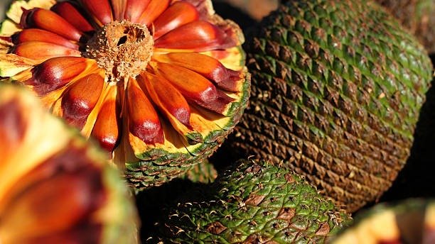 O pinh&atilde;o, semente da arauc&aacute;ria, &eacute; um ingrediente estrela da culin&aacute;ria paranaense, presente em pratos como o entrevero. -  (crédito: iStock)
