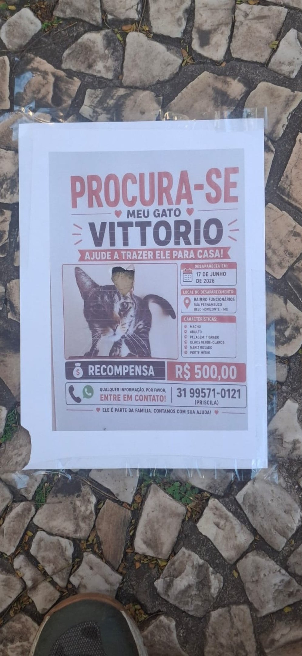 Desde o desaparecimento, Priscila j&aacute; retornou pelo menos tr&ecirc;s vezes a Belo Horizonte exclusivamente para procurar o gato