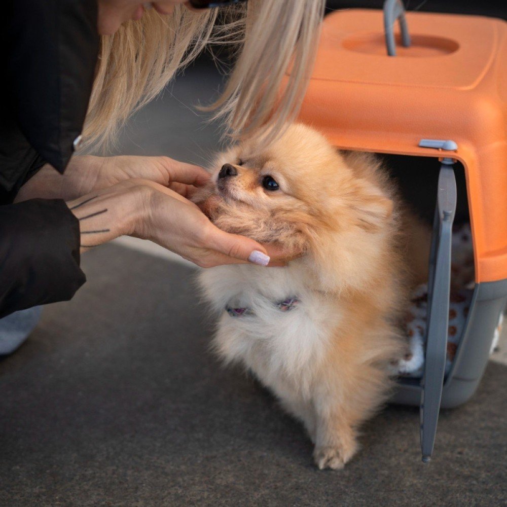 O erro que pode barrar seu pet no avião