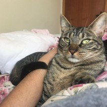 Gato desaparecido em BH: tutora procura por Vittorio e relata golpe - Foto/Arquivo Pessoal