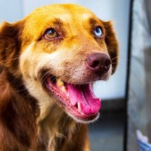 Quem era Mel, cachorra comunitária do Cefet que não sobreviveu a um tumor -  Audiovisual - CEFET-MG