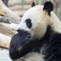 Histórias de Chengdu - HECTOR RETAMAL/AFP