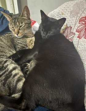 Vittorio desapareceu quando Priscila levava seus quatro gatos para atendimento veterin&aacute;rio em BH