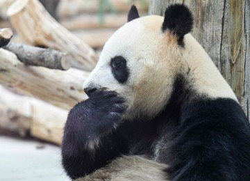 Chengdu é terra natal dos pandas gigantes -  (crédito: HECTOR RETAMAL/AFP)