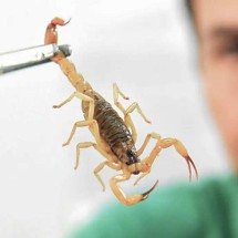 Crianças são mais vulneráveis a envenenamento por picada de escorpião - Canalsaude.Fiocruz