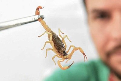 No Brasil há mais de 170 espécies de escorpião e os efeitos das picadas podem ser mais ou menos perigosos, conforme a espécie e quem recebe o veneno -  (crédito: Canalsaude.Fiocruz)