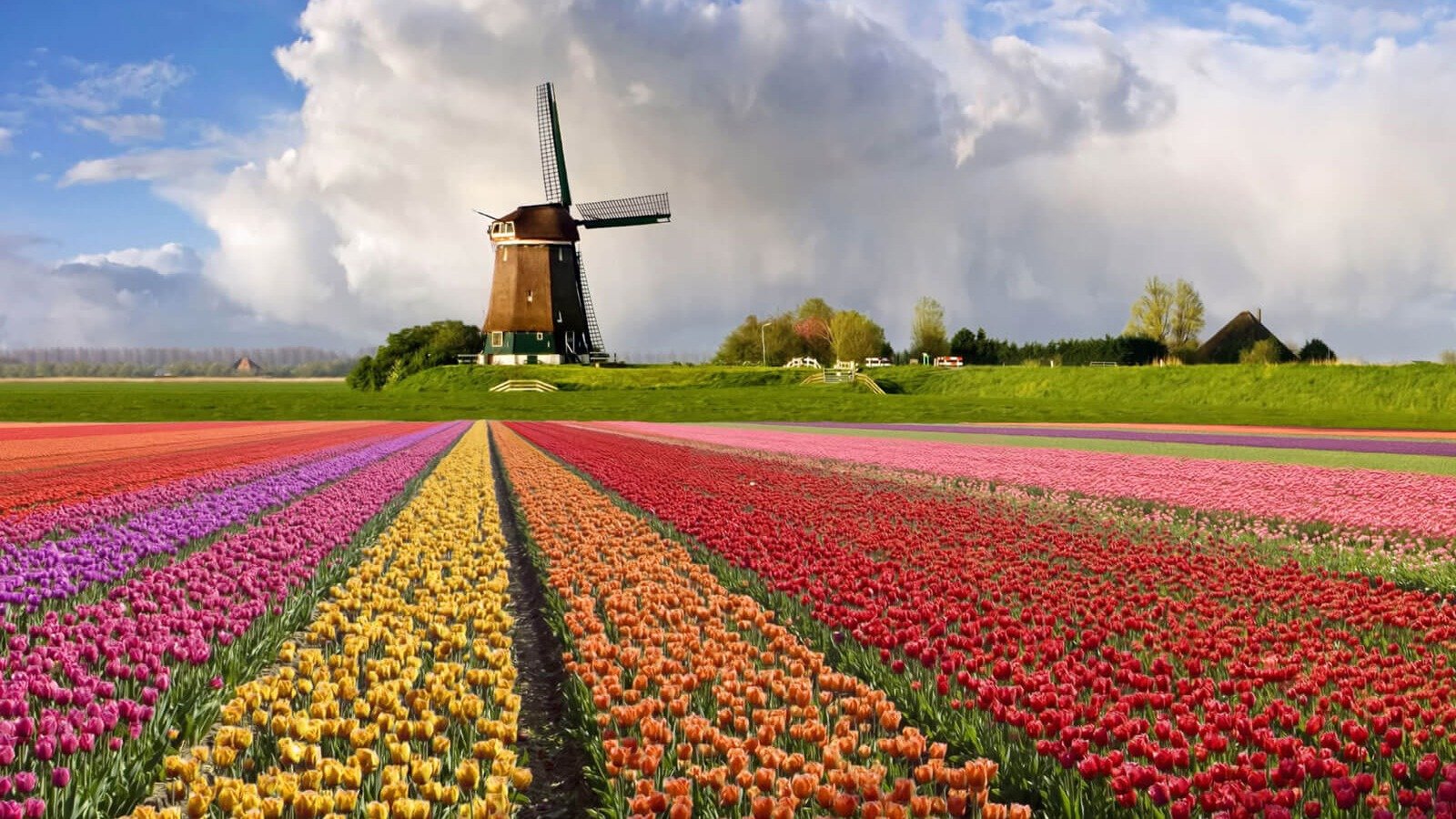 Campos de tulipas coloridas e moinhos, a paisagem holandesa de Holambra &eacute; ideal para um passeio no interior de SP. -  (crédito: Reprodu&ccedil;&atilde;o)