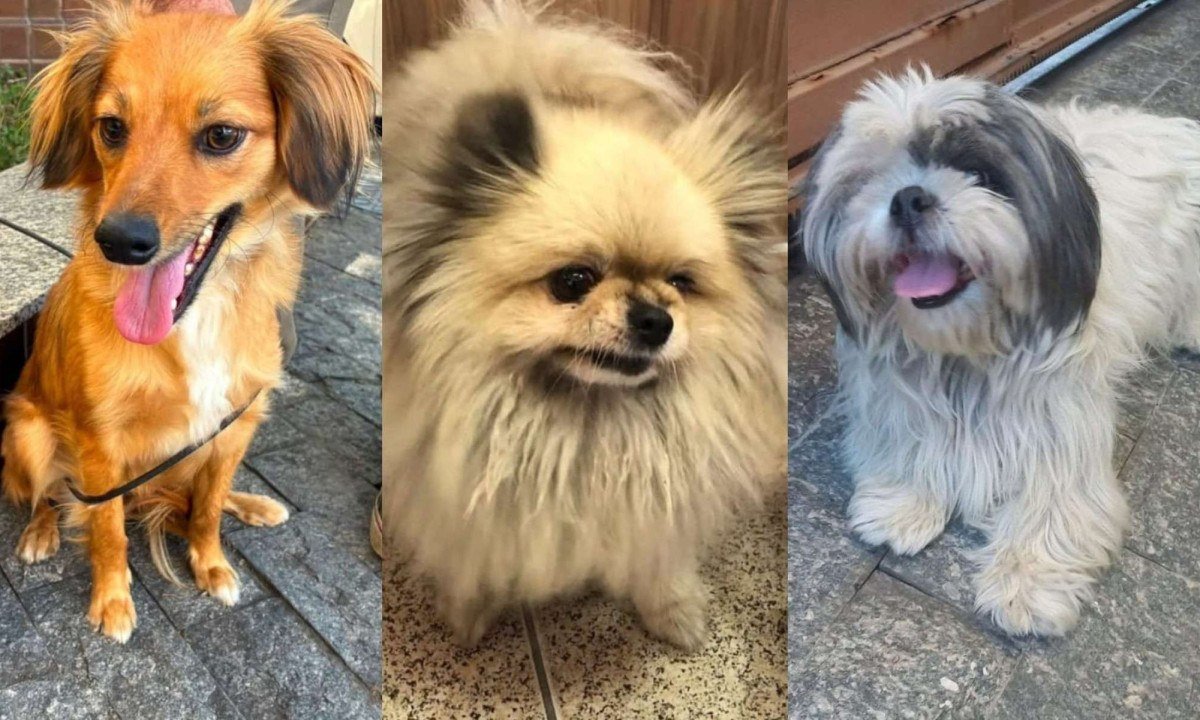 Golpe com inteligência artificial atinge tutores de animais perdidos em BH
