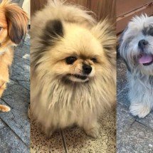 Golpe com inteligência artificial atinge tutores de animais perdidos em BH - Reprodução/Redes Sociais