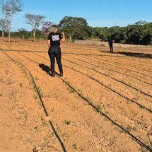Casal da Bahia comanda plantio de maconha em MG, diz investigação - PCMG/divugação