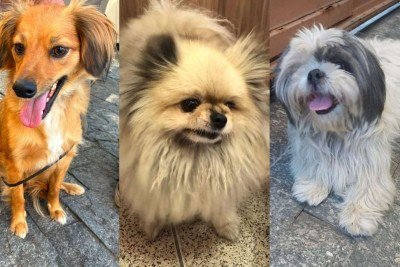 A página Nala divulga de forma gratuita cães e gatos desaparecidos, visando evitar golpes -  (crédito: Reprodução/Redes Sociais)