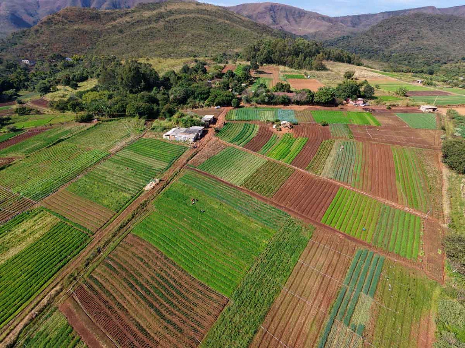 Crise do clima abala alimentação e saúde
