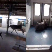 Vídeo: bezerro invade estação de trem e entra em vagão - Tupi