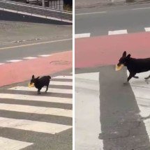 Cachorrinha viraliza ao buscar pastel sozinha em lanchonete todos os dias - Redes sociais