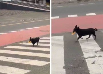 Cachorrinha Polly busca pastel em lanchonete todos os dias -  (crédito: Redes sociais)
