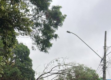 Chuvas que atingiram a cidade derrubam árvores e destelhadam residências. -  (crédito: Defesa Civil de Governador Valadares)