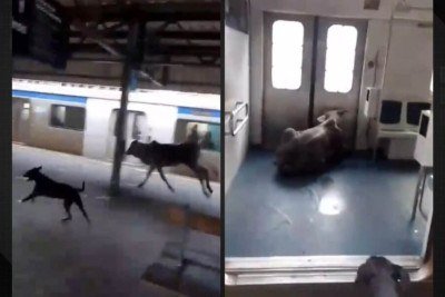 Bezerro invade estação de trem em Japeri e entra em vagão; veja o vídeo -  (crédito: Tupi)