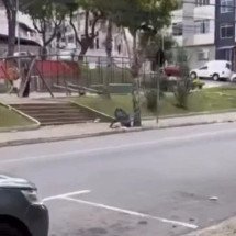 Vídeo: cachorro morto é abandonado no lixo e gera revolta nas redes em JF - Reprodução
