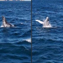 Baleia-jubarte surpreende com salto impressionante em Arraial do Cabo; veja o vídeo - Tupi