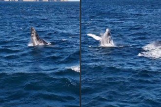 Baleia-jubarte surpreende com salto impressionante em Arraial do Cabo; veja o vídeo