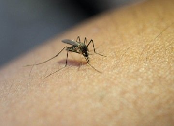 Mudanças no regime de chuvas também criam condições favoráveis para a disseminação de enfermidades transmitidas pela água e para a expansão de mosquitos responsáveis por doenças como dengue, zika, chikungunya, malária, febre amarela e oropouche. -  (crédito: Magnific/jcomp)