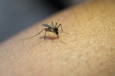 Mudanças no regime de chuvas também criam condições favoráveis para a disseminação de enfermidades transmitidas pela água e para a expansão de mosquitos responsáveis por doenças como dengue, zika, chikungunya, malária, febre amarela e oropouche. -  (crédito: Magnific/jcomp)