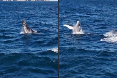 Baleia-jubarte surpreende com salto impressionante em Arraial do Cabo; veja o vídeo -  (crédito: Tupi)