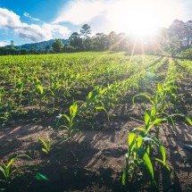 Novo El Niño reforça importância da gestão de riscos no agro - DINO