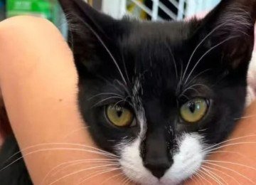 Magnolia, a gata resgatada de uma tentativa de assalto a banco, aguarda por um lar definitivo em Beltsville, Maryland -  (crédito: Beltsville Community Cats)