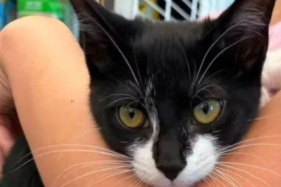 Magnolia, a gata resgatada de uma tentativa de assalto a banco, aguarda por um lar definitivo em Beltsville, Maryland -  (crédito: Beltsville Community Cats)