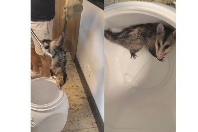 O animal foi encontrado escondido dentro da gaveta do escritório do estabelecimento -  (crédito: Arquivo pessoal/Divulgação)