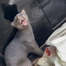 Gato-mourisco invade casa e é resgatado pela polícia em Presidente Olegário - Reprodução/Redes Sociais