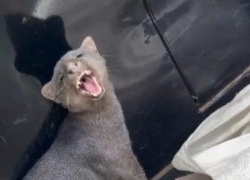 Gato-mourisco foi resgatado e transferido a uma reserva ambiental -  (crédito: Reprodução/Redes Sociais)