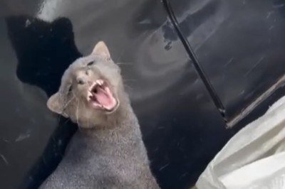 Gato-mourisco foi resgatado e transferido a uma reserva ambiental -  (crédito: Reprodução/Redes Sociais)