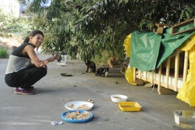 Donos de terreno no centro de BH querem retomar terreno para transformar em estacionamento. Atualmente a senhora Izabel Cristina Silva Barbosa cuida há sete anos de uma centena de gatos no terreno e não tem pra onde transferi-los. -  (crédito: Alexandre Guzanshe/EM/D.A Press. Brasil - Belo Horizonte - MG.)
